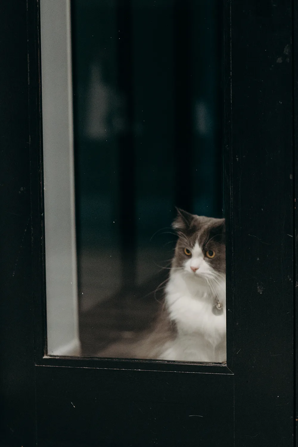 Bride's Henna Night in Singapore.