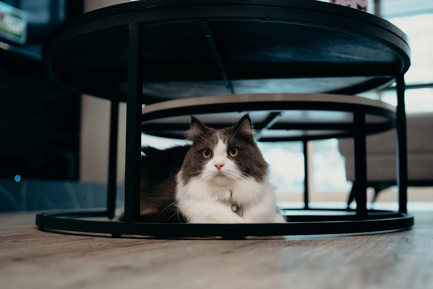 Bride's Henna Night in Singapore.